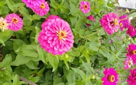 ����԰һ��