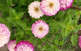 ����԰һ��