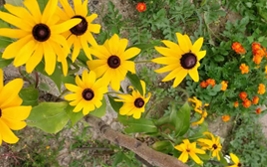 ����԰һ��