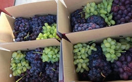 ƴ������С�ɰ���