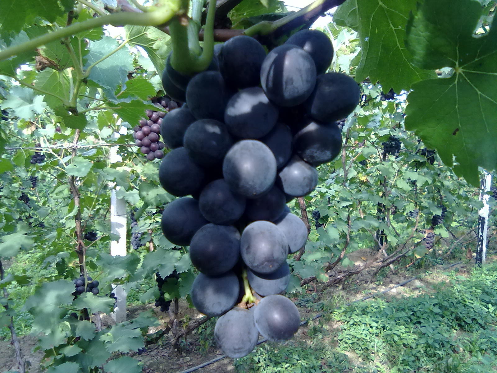 �޷�����